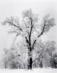 Ansel Adams