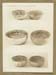 GSW-1007 #40